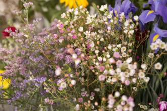 close-up-tiny-spring-flower-bouquet.jpg close-up-tiny-spring-flower-bouquet.jpg